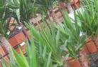 Beedelupplant-nursery-10.jpg; ?>