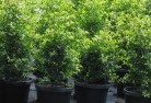 Beedelupplant-nursery-24.jpg; ?>